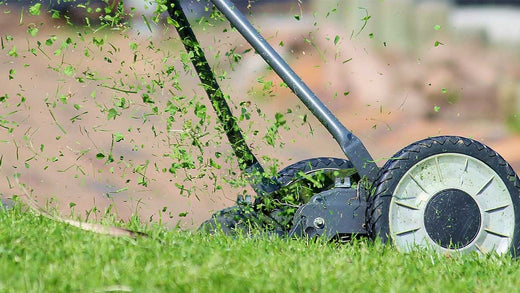 How Often Should You Mow Your Lawn? Things That You Must Know